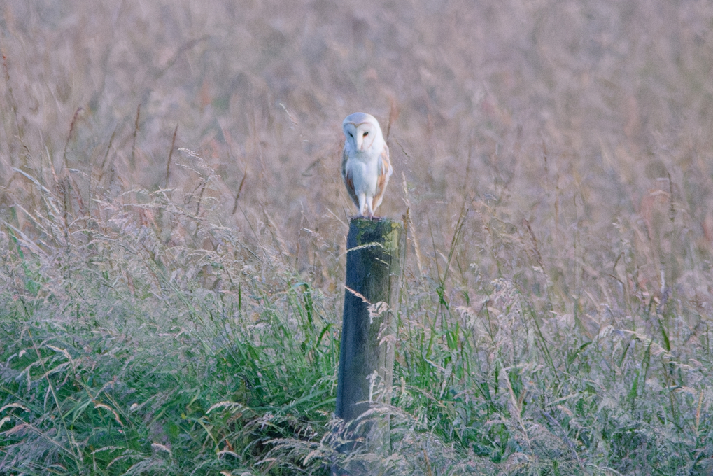 Barn Owl